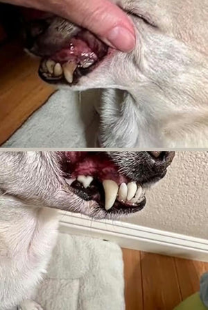 Virginia Garcia review image