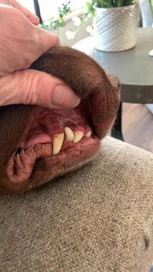 Sara Alves review image 2